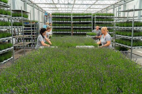 Horticultural business, lavender plants, in flower pots, outdoors, are packed to make them ready