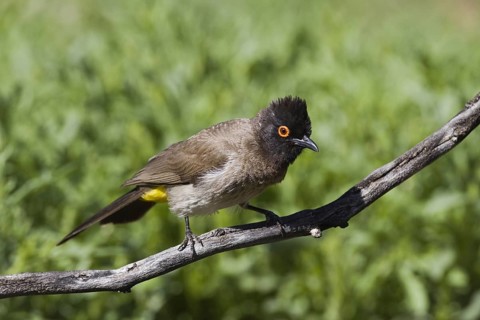 Masked Bulbul, (Pycnonotus nigricans) near the waterhole of Ondekaremba Farm, Namibia, Africa,