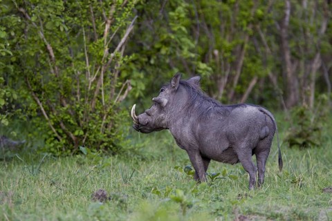 Warthog, (Phacochoerus aethiopicus) Wild boar, Caprivi, Namibia, Africa, Africa