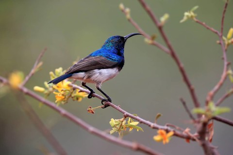 White-bellied Sunbird (Cinnyris talatala), adult, male, in perch, Kruger National Park, Kruger