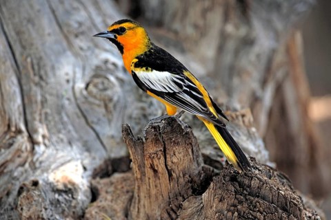 Masked Oriole (Icterus cucullatus), adult, on tree, not coloured, Sonoran Desert, Arizona, USA,