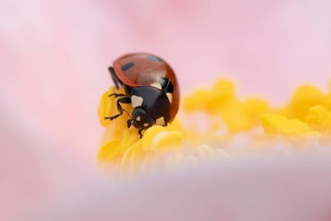 Seven-spot ladybird (Coccinella septempunctata) adult insect on a garden Camellia flower in the