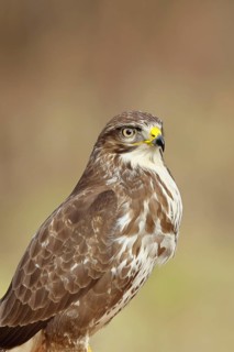Steppe buzzard (buteo buteo), light-coloured variant, light morph, side view, animal portrait,