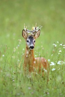 Roebuck (Der Bandlbock) biennial, has become entangled in the electric, pasture fence. Was freed by