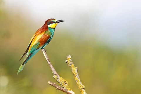 Bee-eater (Merops apiaster), bird on a perch, Salzlandkreis, Saxony-Anhalt, Germany, A colourful