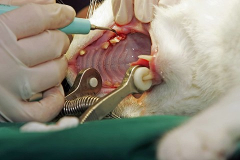 Cat, vet, remove tartar