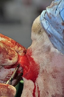 Removal of a skin tumour in dogs, skin tumour, vet