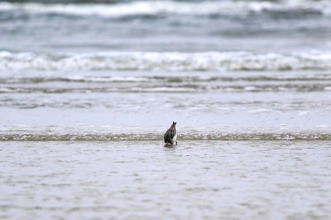 Sanderling Limikole, Usedom, September, Mecklenburg-Western Pomerania, Germany, Europe