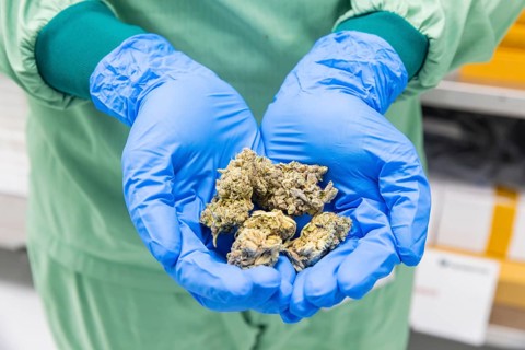 DEU/Saxony/Ebersbach The Saxon cannabis producer Demecan is now the first German company to be