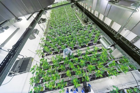 DEU/Saxony/Ebersbach The Saxon cannabis producer Demecan is now the first German company to be