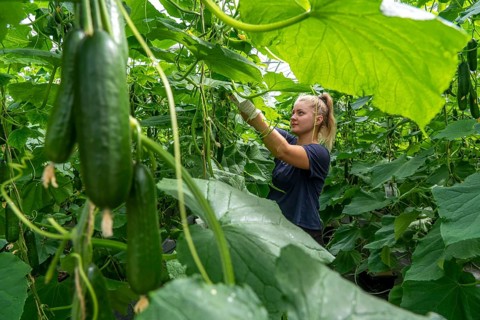 Cultivation of mini cucumbers, snack cucumbers, in a greenhouse, near Straelen, North