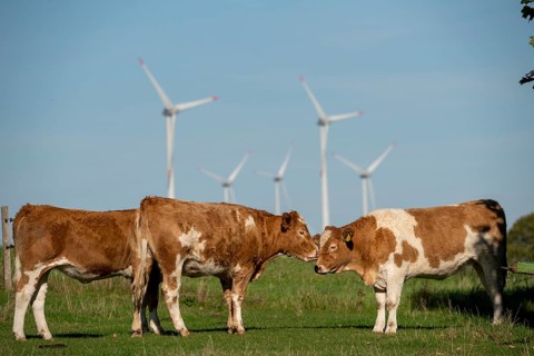 Cows on a pasture, wind farm near Bad Wünneberg, East Westphalia Lippe, North Rhine-Westphalia,