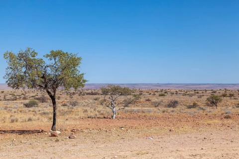 Barren desert plain with single trees in front of a far horizon, Namibia, Africa