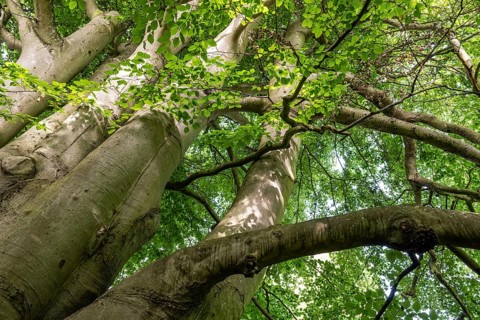 Multi-trunked old beech tree, Humlebæk, Nivå Bugt, Hovedstaden, Øresund coast, Denmark, Europe