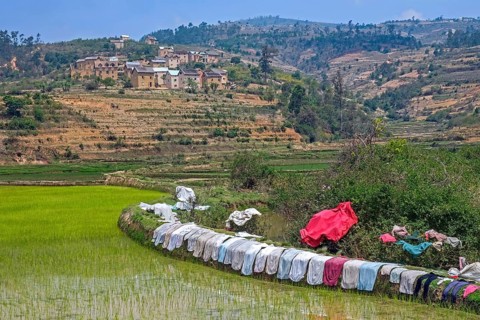Laundry drying on dike of terraced rice field in Betsileo rural village in the Ambositra District,