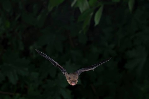 Common pipistrelle (Pipistrellus pipistrellus) hunting insects in front of deciduous forest,