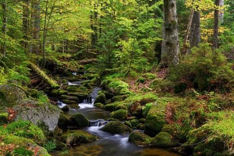 Stream in autumn, Kleine Ohe, Bavarian Forest National Park, Bavaria, Germany, Europe
