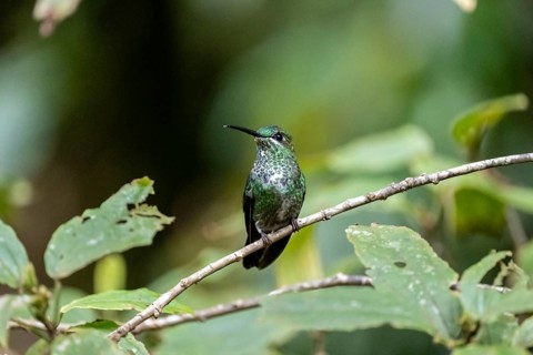 Green-crowned brilliant (Heliodoxa jacula), adult female sitting on a branch, Monteverde Cloud