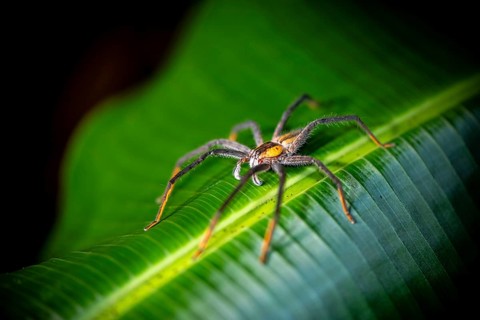 Getazi comb spider or Getazi banana spider (Cupiennius tazi), adult male sitting on a leaf at