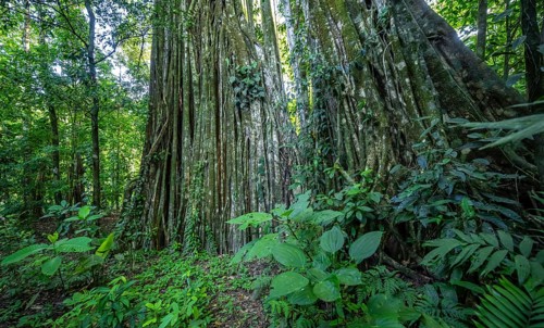 Giant strangler fig (Ficus americana), in the rainforest, Corcovado National Park, Osa, Puntarena