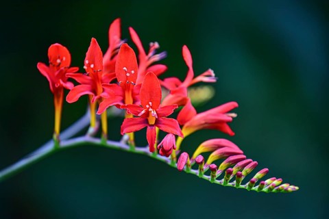 Flower of a Mombretia (Crocosmia), Bavaria, Germany, Europe