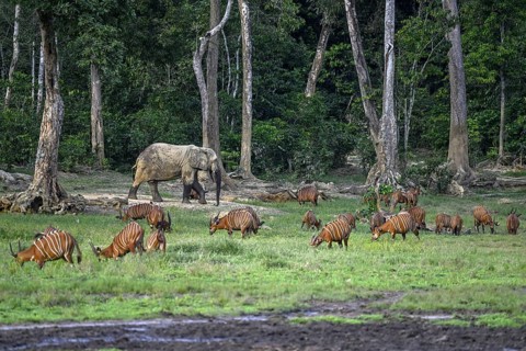 Forest elephant (Loxodonta cyclotis) and bongo antelope (Tragelaphus eurycerus) in the Dzanga Bai