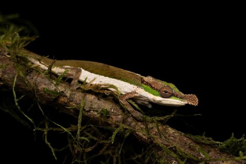 Two-coloured chameleon (Calumma Roaloko) in the rainforests of eastern Madagascar