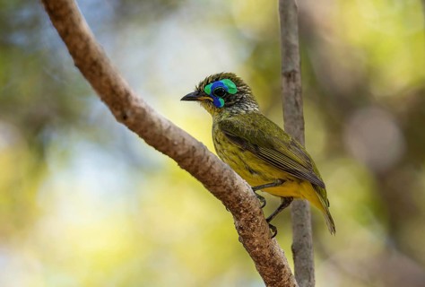 Bird, Mallet Asity (Philipitta schlegeli) in the dry forests of the Tsingy de Bemaraha National