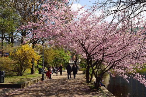 Europe, Germany, Hamburg, City, Inner Alster Lake, Tree blossom, Lunch break at the Alster