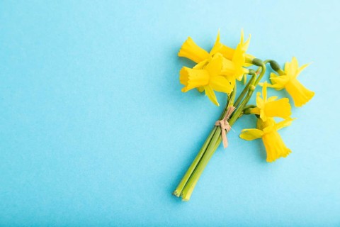 Spring snowdrop narcissus flowers bouquet on blue pastel background. top view, flat lay, copy