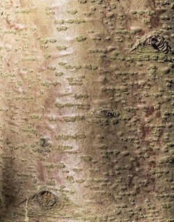 Brown and red tree bark texture with sunlight