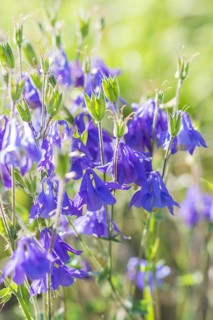 Blooming purple and blue columbine in the garden