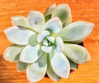 Beautiful little plant, succulent in a small flower pot. on the wooden background