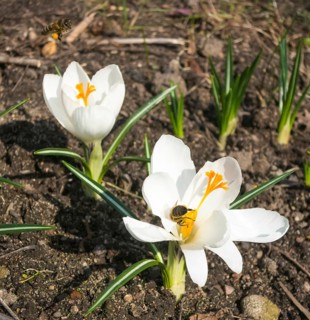 Crocuses blooming in the botanical garden in spring