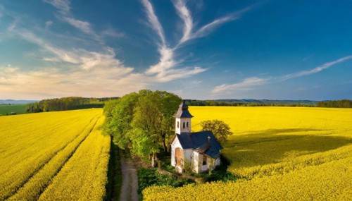 Agriculture, rape field, in full bloom, yellow, in it a small prayer chapel, aerial view, AI