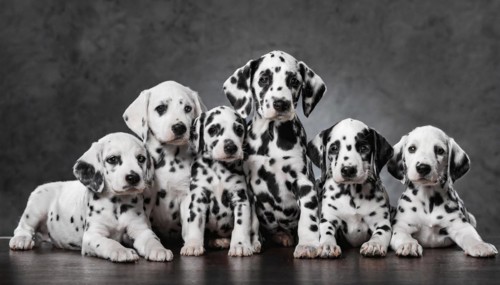 Pets, Dog, Dalmatian, Puppies, AI-generated, AI generated