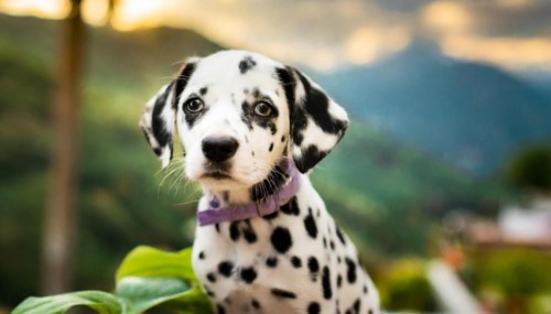 Pets, Dog, Dalmatian, Puppy, AI-generated, AI generated