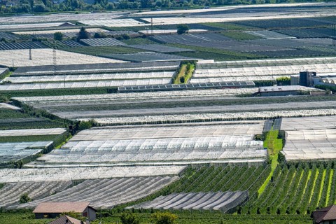Apple-growing area and wine-growing, in the Adige Valley, South Tyrol, large areas under