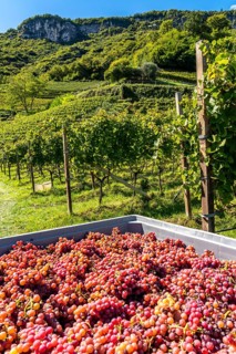 Wine-growing, in the Adige Valley, near the village of Tramin on the Wine Road, South Tyrol,