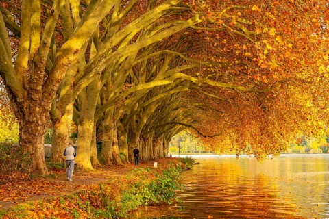 Platanen Allee, lakeside path on Lake Baldeney, near Haus Scheppen, in Essen, autumn, North