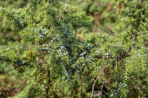 Common juniper (Juniperus communis), Netherlands