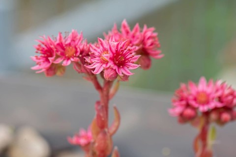 Flower of the common houseleek (Sempervivum tectorum), Bavaria, Germany, Europe