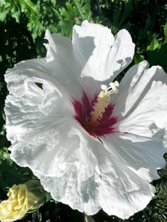 Hibiscus, Garden mallow, Althaea officinalis, Shrub mallow, rose of sharon (Hibiscus syriacus)