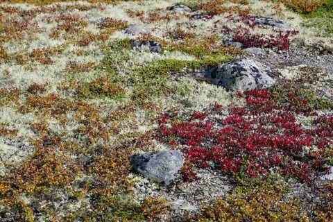 Close-up of autumn vegetation with colourful shrubs and stones in a natural environment, mosses and