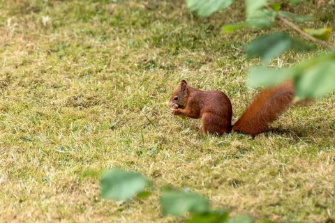 Eurasian squirrel (Sciurus vulgaris) eating a hazelnut, hazel (Corylus avellana), in a meadow under