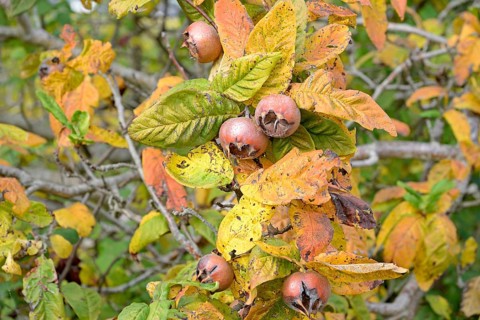 Common medlar (Mespilus germanica), branch with fruit, Moselle, Rhineland-Palatinate, Germany,