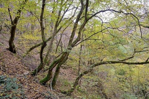 Dortebach valley in autumn, steep slopes, european hornbeams (Carpinus betulus) with a curious