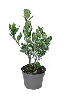 Potted 'Euonymus Japonicus Kathy' spindle tree plant on white background