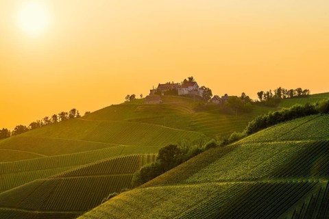 Vineyards and Staufenberg Castle, Durbach, Ortenau, Black Forest, Baden-Württemberg, Germany,