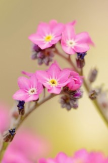 Pink forget-me-not 'Rosylva' (Myosotis sylvatica), flowering, ornamental plant, North